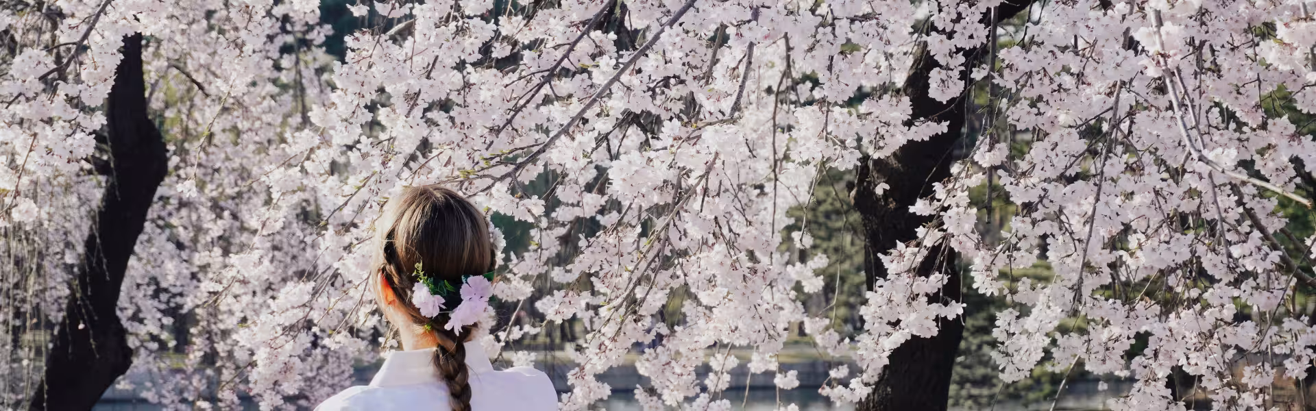Cerezos en flor en Corea del Sur