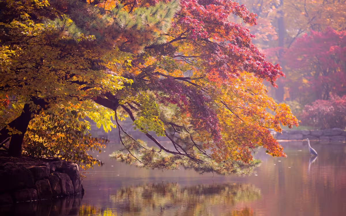 Estanque Chundangji en el Palacio Changgyeonggung durante el otoño, Seúl